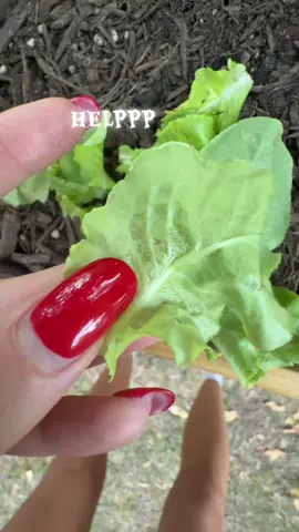 Gardeners please help me out! I’m about to dig out all these lettuce heads 🤣 what could it be?? #gardening #garden #lettuce 