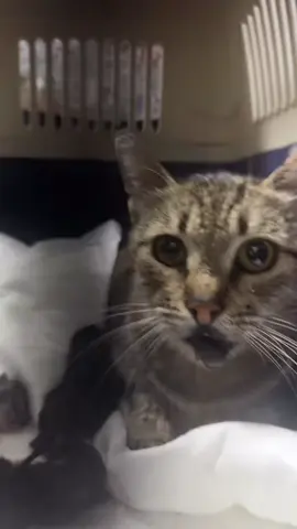 #Repost  🚨 Calling all cat lovers! 🚨 We need your help to save lives. We’re looking for 300 amazing people who can donate just 10€ each to support our rescue efforts. Every donation makes a huge difference in providing food, shelter, and medical care to our furry friends in need. 🐾💖 Together, we can make a world of difference for these precious cats. Will you join us? Donate today and be a hero for these sweet souls. 🙏 #fipwarriors #fipcat #animallovers #animalrescue 