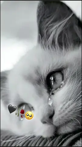 😭😭😭😭😭💔💔💔💔💔💔😔😔