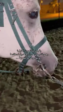 العزلة الحلوه🥺🥺#خيل_وخياله🐎#foryoupage #foryou #explore #fyp 