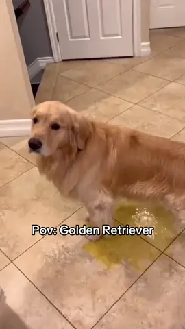 Golden Retriever 🤣❤️ #goldenretriever #golden #goldenretrieverlife #dogsoftiktok #goldenretrieverpuppy 