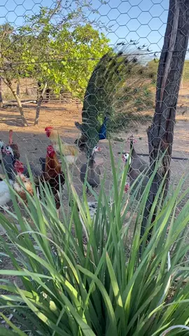 #tiktok #sitio #interio #vidanocampo #interior 