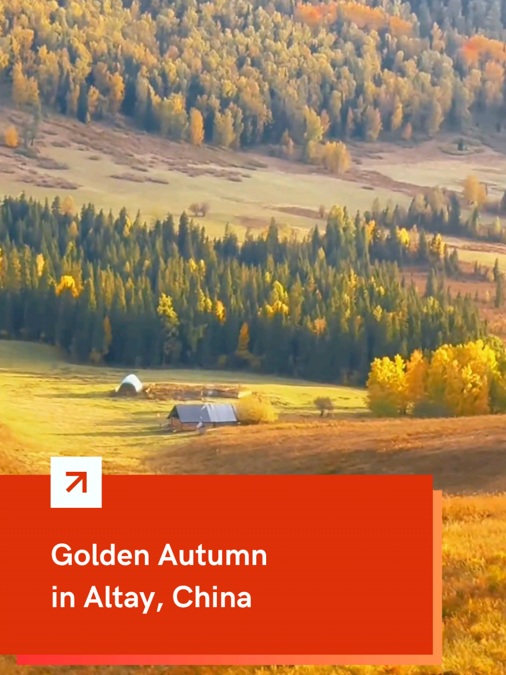 In ＃Xinjiang, the far northwest of #China, ＃Altay prefecture turns into a sea of #gold. ＃Autumn here looks unreal, like a #painting that comes to life. 🍁✨