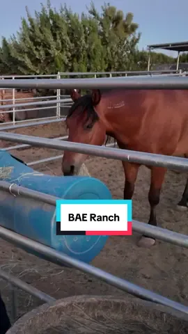 This was my first time on a ranch and I can’t wait to show you all the amazing stuff that BAE Ranch does for people and domestic animals!