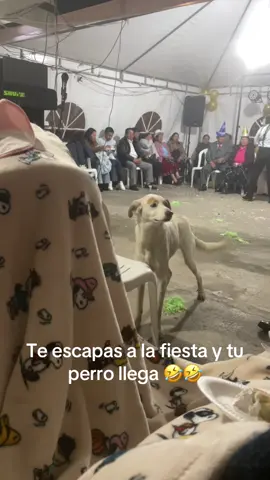 Ese perro no tiene vergüenza de llegar a la fiesta 🤣🤣#ecuador🇪🇨 #familia #perro #cuenca 