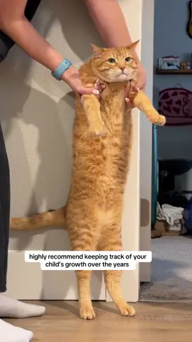 He shrunk 😭 #cats #fyp #catmom 