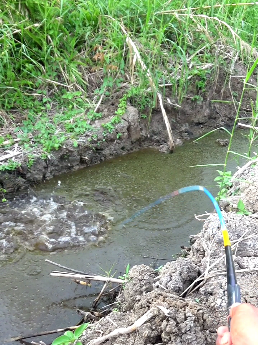 mancingikan #mncing #ikan #pacetrowo