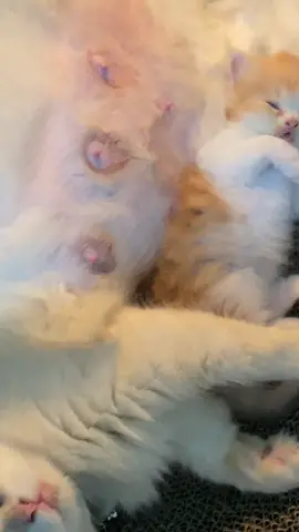 Gemes bgt adekkk😭😭 🤏🏻  #fyp #catsoftiktok #cat #kucinglucu #kucing 