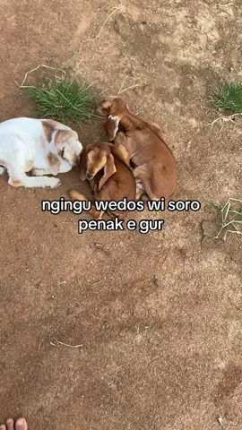 #fyp #masukberanda #juragankambing🐐 #sobatngaret 