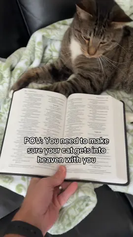 Can’t be leaving Winston or spooky behind #catsoftiktok #cattok 