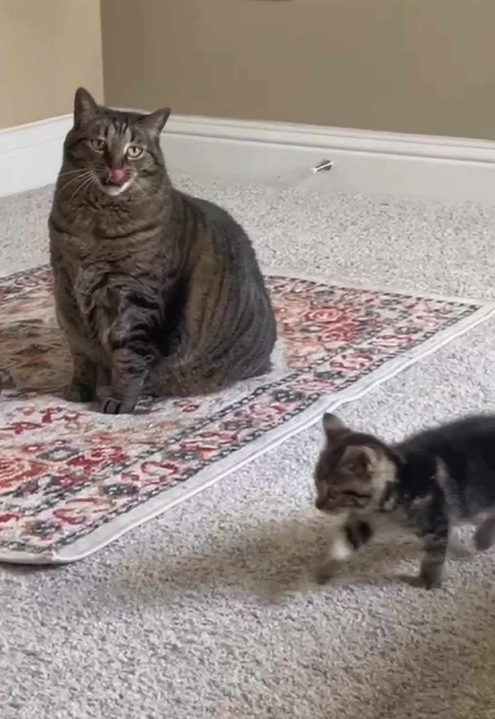 Pinto was a little fiesty baby #catsoftiktok #cats #cattok #kitten #funny 