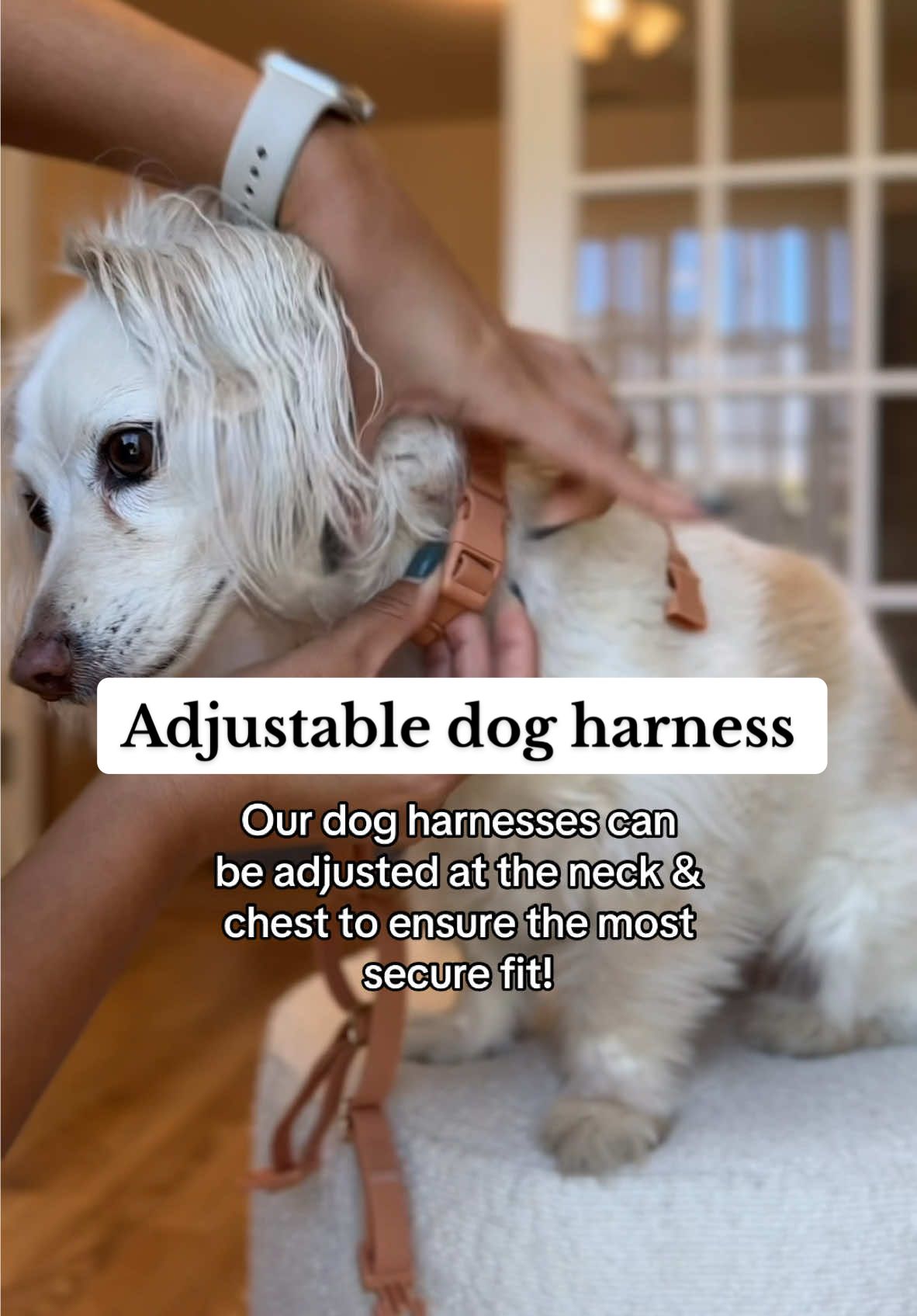 Because your peace of mind matters, our harnesses have 5 points of adjustment to keep every pup safe and snug!💛 #dogharness #doggear #dogwalkinggear #dogaccessories #nopullharness #adjustabledogharness #dogtraininggear #dogwalks #musthavedogproduct #dogsoftiktok #dogparent #petparent #dogowner #dogproducts 
