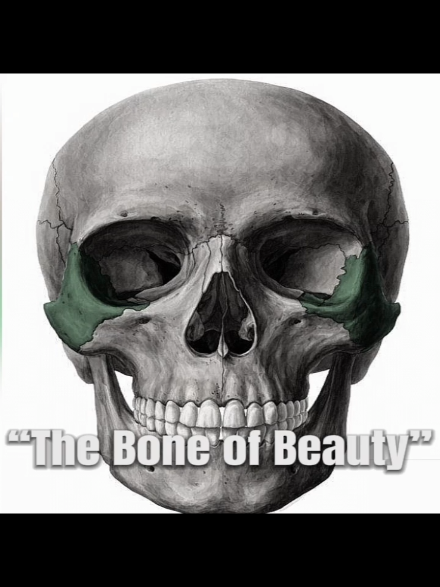 “Bone of Beauty” The zygomatic bone is known as the “bone of beauty” because it shapes the cheekbones, which greatly influence the appearance and attractiveness of the face. High and well-defined cheekbones —formed by a prominent zygomatic bone— are culturally associated with beauty, youth, and facial symmetry.