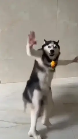Husky dance daily 