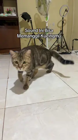 #cats #kucinglucu #kucingviral #kucingkampung #kucing 