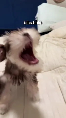 biteaholic #schnauzer #minischnauzer  #crazy #zoomies #fyppppppppppppppppppppppp 