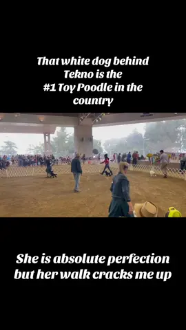 Girly was about to mow Tekno down 😂😂😂🥰🥰 we’re so proud to have gone BOS multiple times these past few months to such a stunner 🐩 #showDogs #toyPoodles #poodlePower #smallDogsRock 