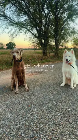 my whole world (+coop) 🌏🐾 #dogsoftiktok #huskysoftiktok #silverlabsoftiktok 