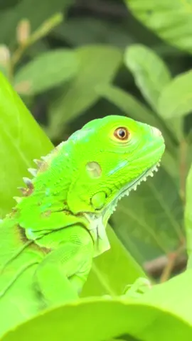 #miami #ocean #sunrise #sunset #sky 