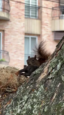 El Rescate De Mamá Ardilla A sus Bebés 