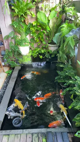 Selamat pagi pencinta koi semuanya… #koiterasarkana #fypシ゚ #koipond #koi #teraskoi 