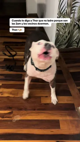 100% JAJAJAJAJAJ  #tiktokviral #pitbull #paratii #fyppppppppppppppppppppppp #thor 