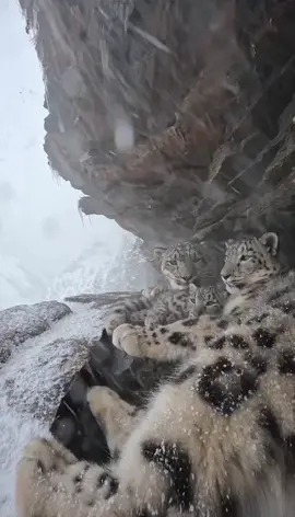 #snowleopard #fyp 