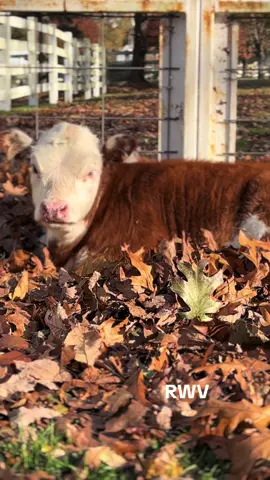 Happy Fall Y’all ☺️🐮#fyp #findreasonstosmile #funonthefarm #ladyfarmerneedsacocktail #minicows 