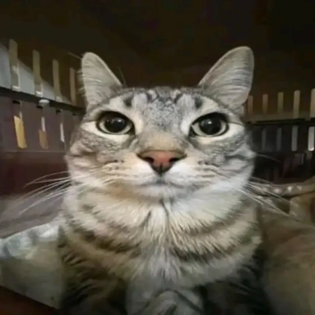 #hot #beautiful #changliwutheringwaves #fyp