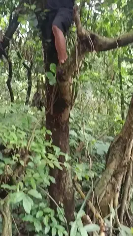 Awas mang jatuhh #fypシ゚ #lucu_ngakak #tiktokviral #rame #wkwkwkwk😂 