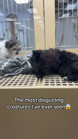 I need them all#fyp #trending #puppys #relatable #funny 