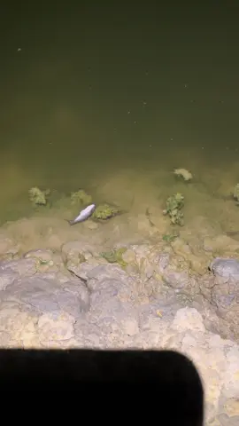 doc 20 mantap bosku🤩🦐🦐🦐 #petambakudang #petambakmuda #tambakudangvanameindonesia 