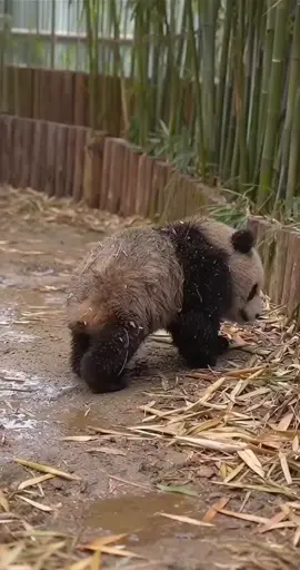 #xuhuongtiktok #panda #xuhuong 