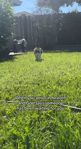 My my fat boy 💔 #petloss #fyp #foryoupage #xyzbca #catsoftiktok 