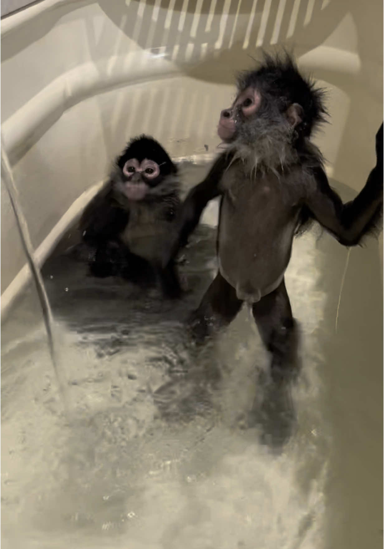 Little Debbie and big Debbie 🤣