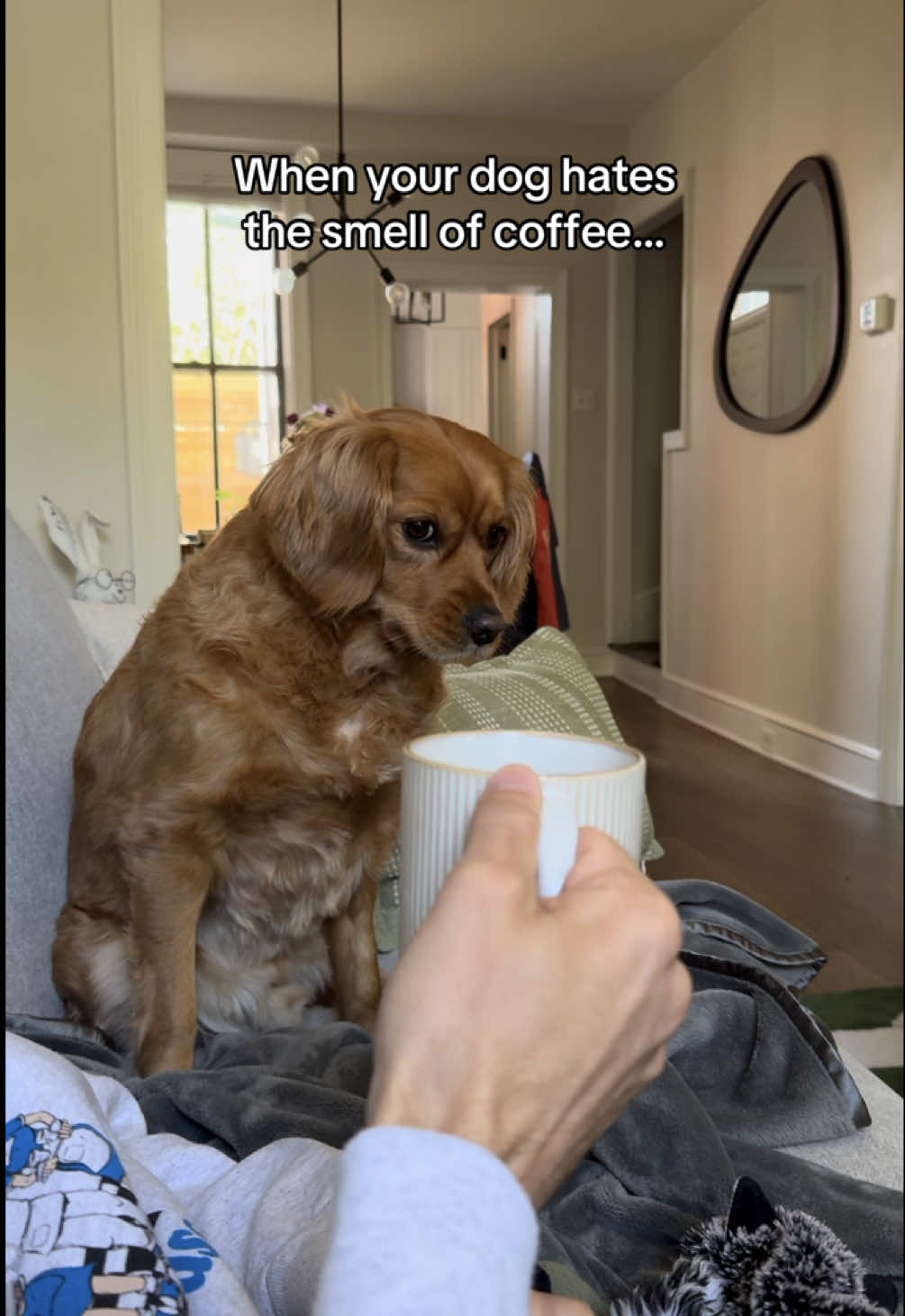 Does anyone else’s dog have any weird food aversions? #joeythegoldencavalier #dogsoftiktok #cavalier #golden 