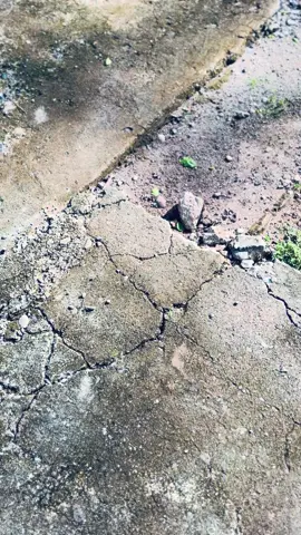 #toraja #tongkonantoraja #vibespagi #fyp 