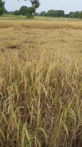 #วันนี้ในอดีต 