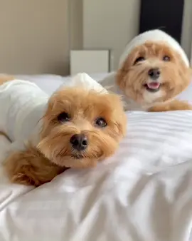 How adorable 🥰🥰#doglover #cutedog #pets #foryoupage 