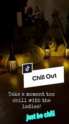 #chill #chihuahua #dog #Love #fyp 