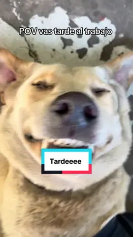 Solo medio día tarde patrón 😊😉 #parati #mascotas #perritos #foryou #gracioso 