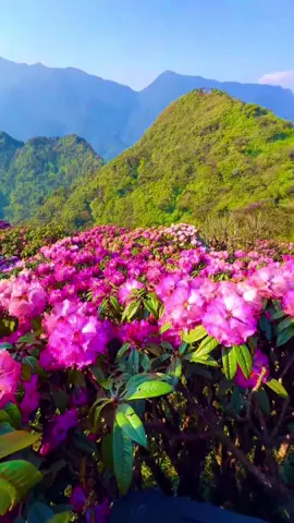 Rực rỡ, rất rực rỡ./. #nomadlaocai #yenbaibackpacking 