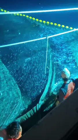 mentahan e kang @mohammad_alys  #kapalpursesainejuwana #lewatberanda #pypシ #bahanswmu #lintaslaut88 