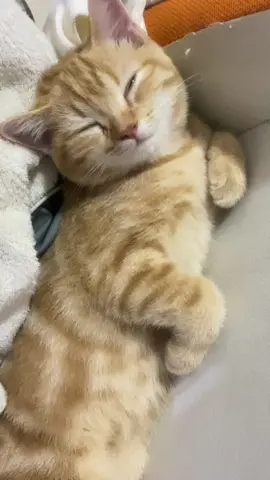 มอนิ่งค่ะทุกคน ยูซุหลับปุ๋ยเลย😴#yuzumeow #cat #แมวส้ม 