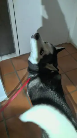 He loves my husband! They play this hide and seek game every evening we walk Luke. it's adorable! Luke the Husky comes to life when he finds my husband. ❤️ #fypシ #group7vibe #group7dog #g7dog #group7fam 