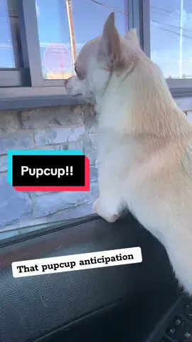 Poor boy was not very patient today! @Starbucks Chili sure loves his pup ups and the staff at this Starbucks is the best on the PLANET!! #pupcup #chihuahua #starbucks 