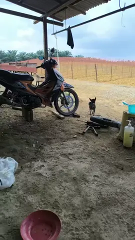 pinter lak njarak pake..