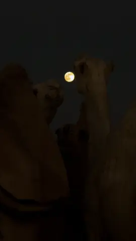 #الشتاء #الشمال #محميه 