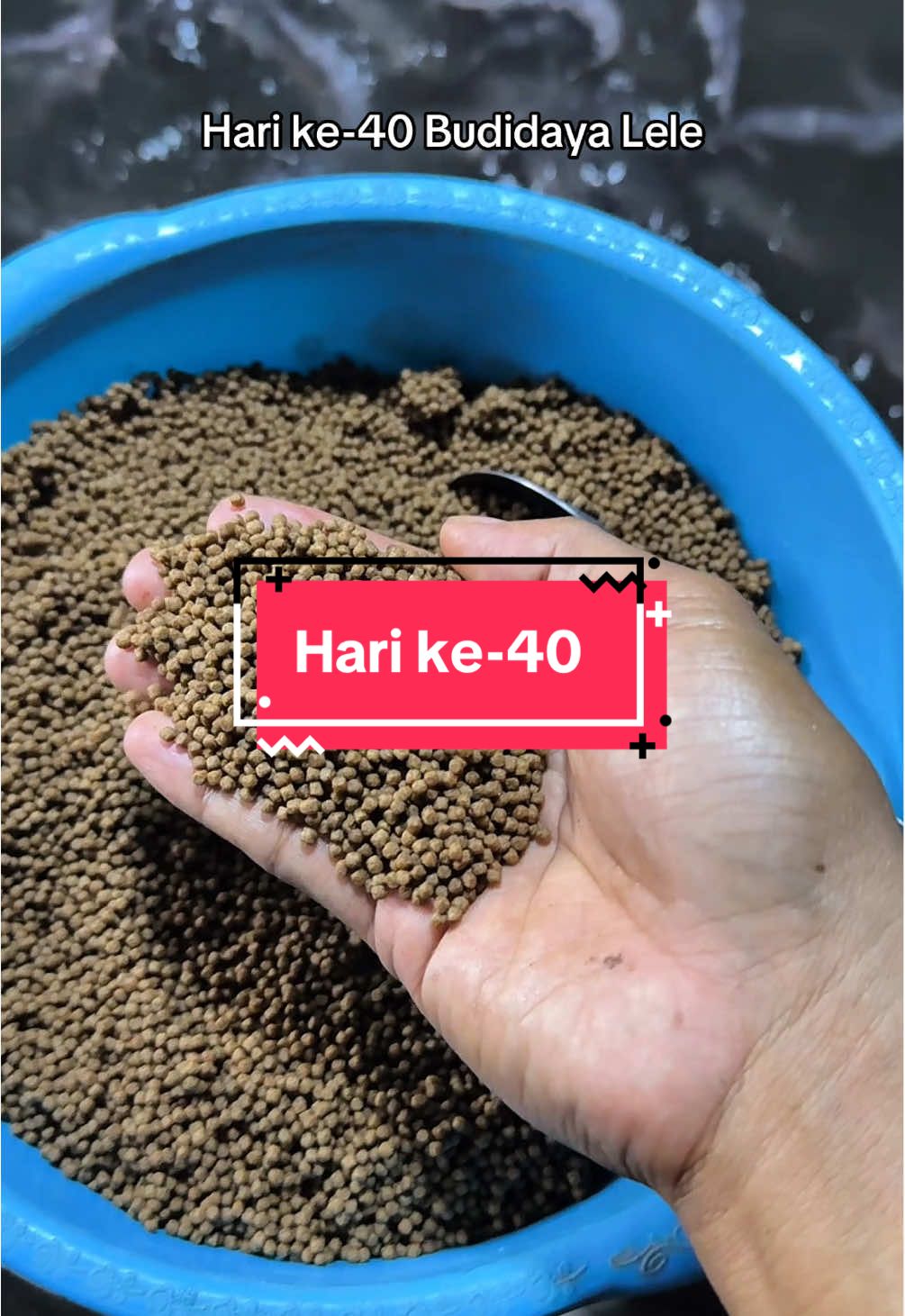 Hari ke-40 Budidaya Lele #budidayaikan #budidayalele #lele #bibitlele #lelekonsumsi 