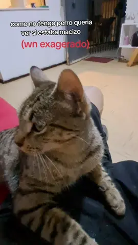 ningún gato fue lastimado 😅🤣#macizo #gato #trend #paratiiiiiiiiiiiiiiiiiiiiiiiiiiiiiii #humor 